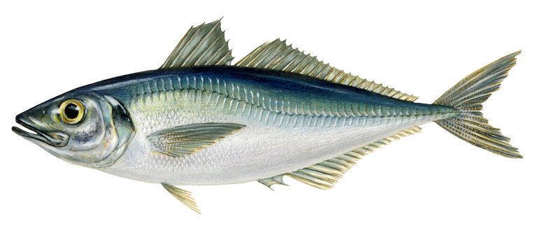 Horse-mackerel